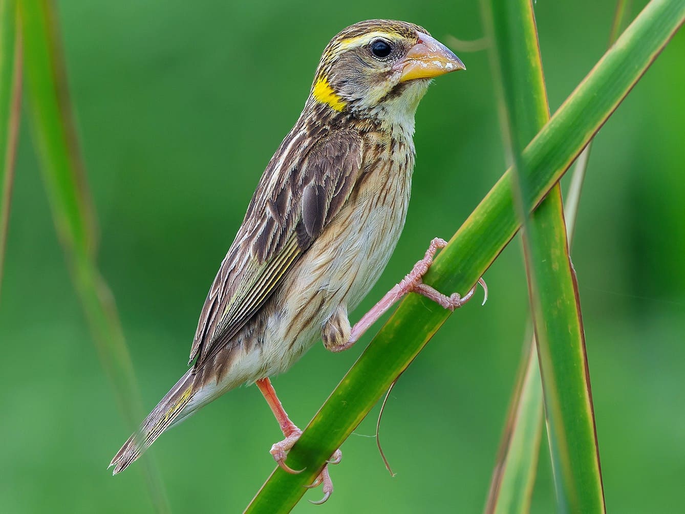 Streaked Weaver